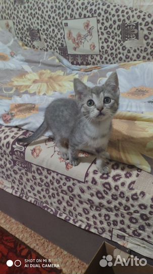 Две девчушки ищут добрые руки