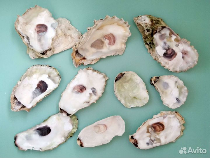 Морские ракушки раковины Устрица Устричные ракушки