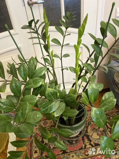 Замиокулькас