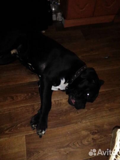 Собака вязка