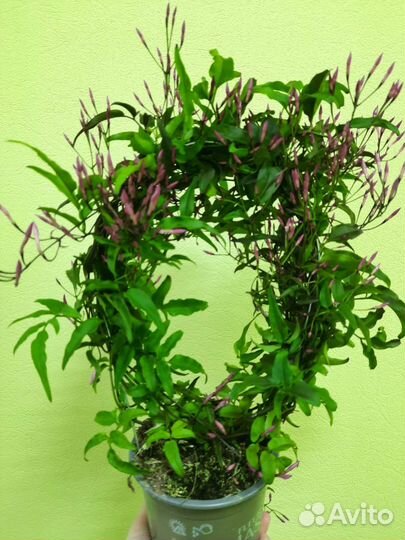 Цветущие в подарок в наличии и под заказ