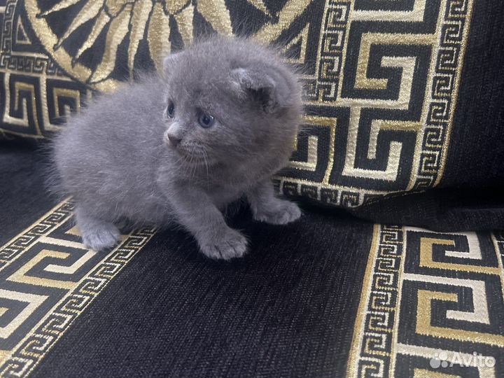 Шотландская вислоухая