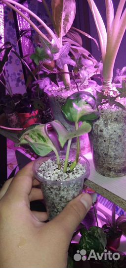 Эпипремнум марбл эпл