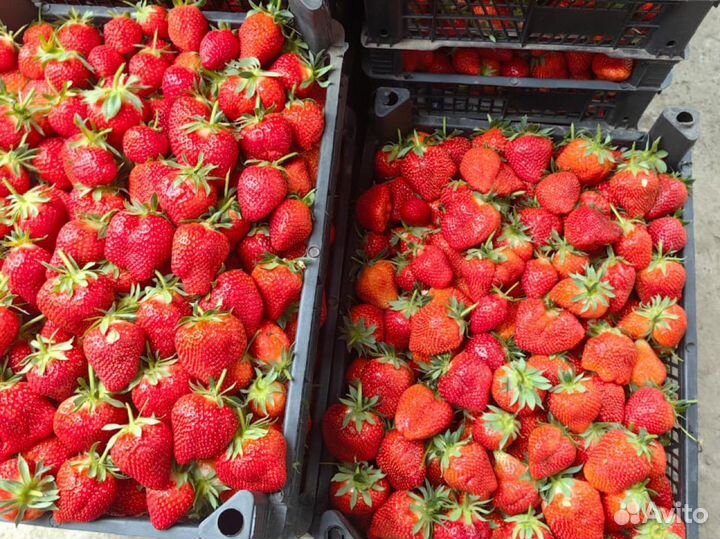 Клубника оптом