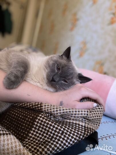 Отдам кота в добрые руки