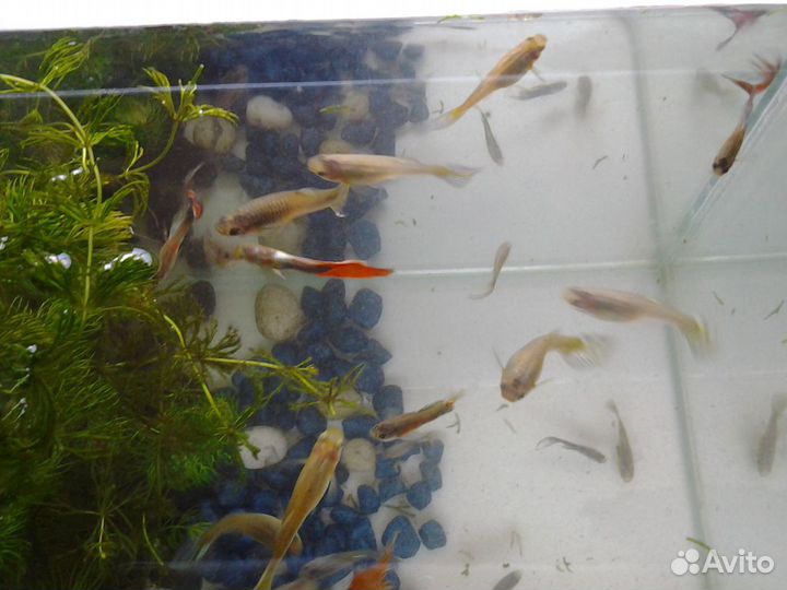 Рыбки Гуппи взрослые и мальки