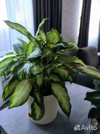 Дифенбахия, бегония