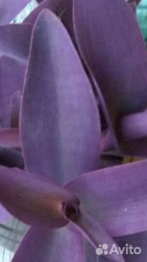 Традескация фиолетовая