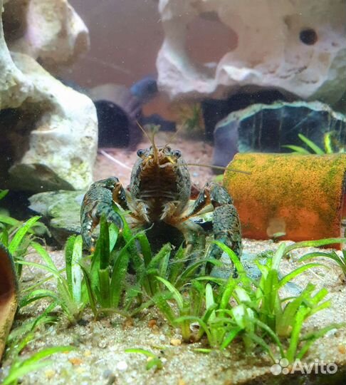 Мраморный рак