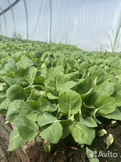 Рассада ранней капусты