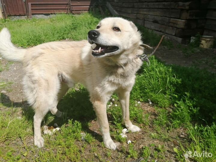 Сибирская лайка
