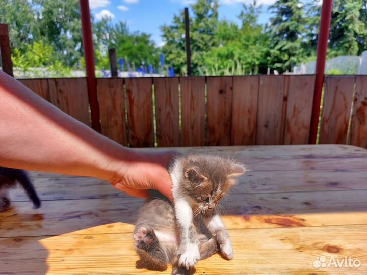 Котята в добрые руки