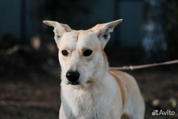 Маленькая собака бесплатно