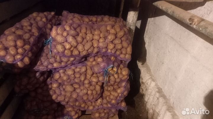 Продам картофель продовольственный и семенной
