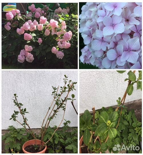 Гортензия крупнолистная