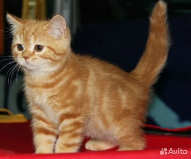 Продажа котят
