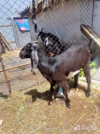 Козочка нубийская