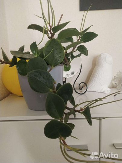 Интерьерный цветок