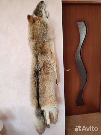 Шкура волка чулком