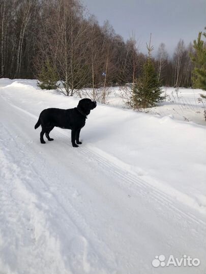 Вязка собак лабрадор черный