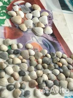 Морские ракушки раковины