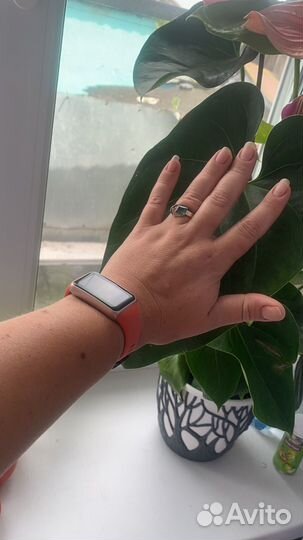 Комнатные цветы антуриум cavalli