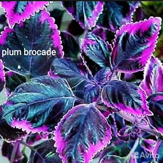 Колеусы более 150 сортов Севастополь Фиолент