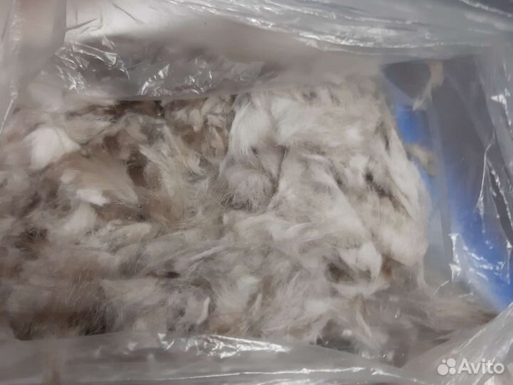 Шерсть кошачья от персидской кошки