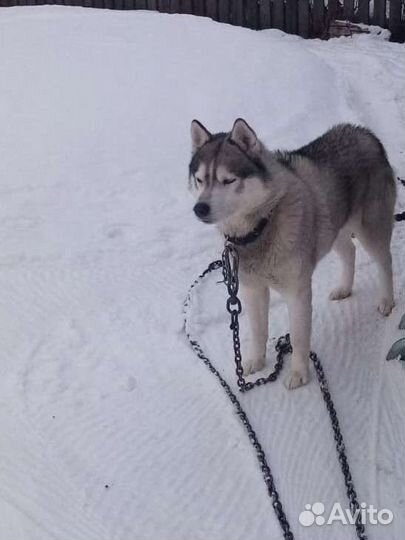 Сибирский хаски