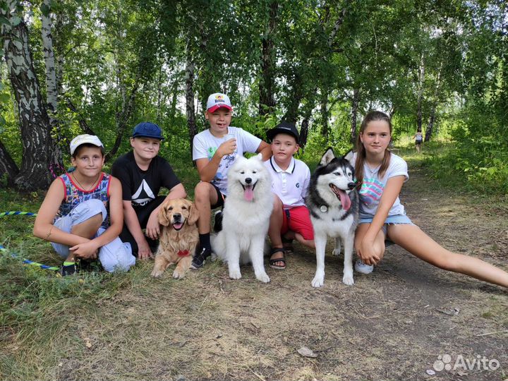 Хаски, Самоед фото, катания, Догшоу