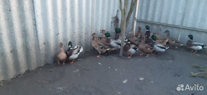 Продам подсадных уток