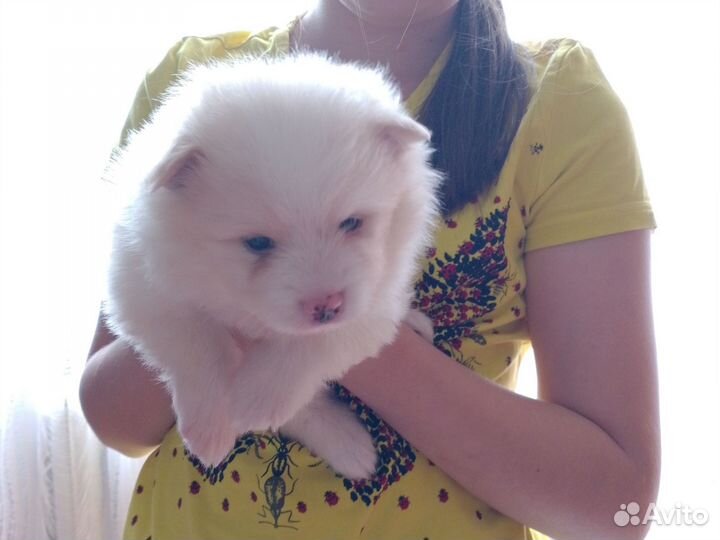 Собаки щенки шпиц