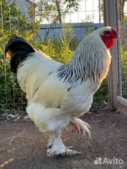 Петух брама колумбийская