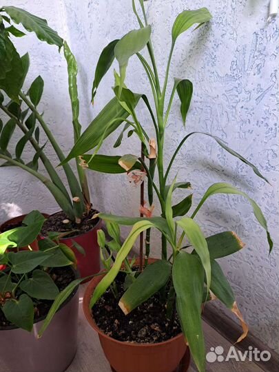 Спатифиллум 60 см, кофе арабика 70см, драцена70см