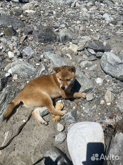 Сиба Ину Мини