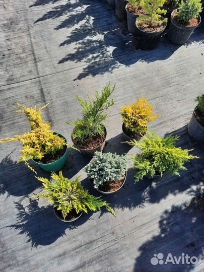 Можжевельники и кипарисовики