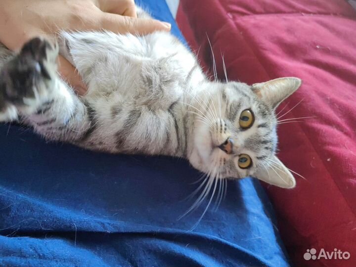 Британские короткошерстные