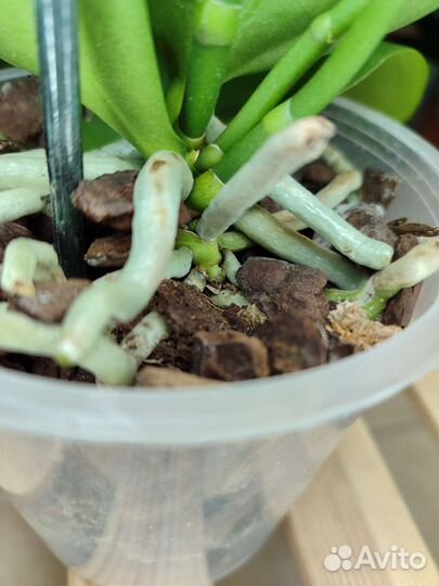 Ароматная орхидея BronzeBuddha