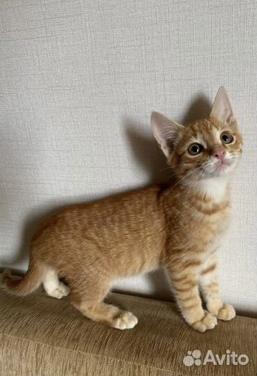Солнечные котята в дар