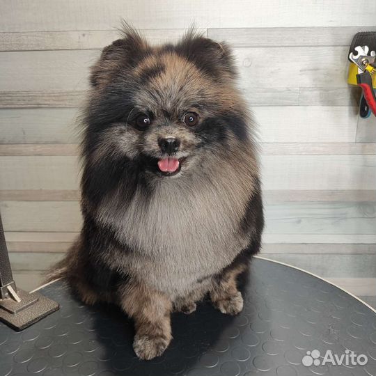 Стрижка собак и кошек. Возможен выезд на дом