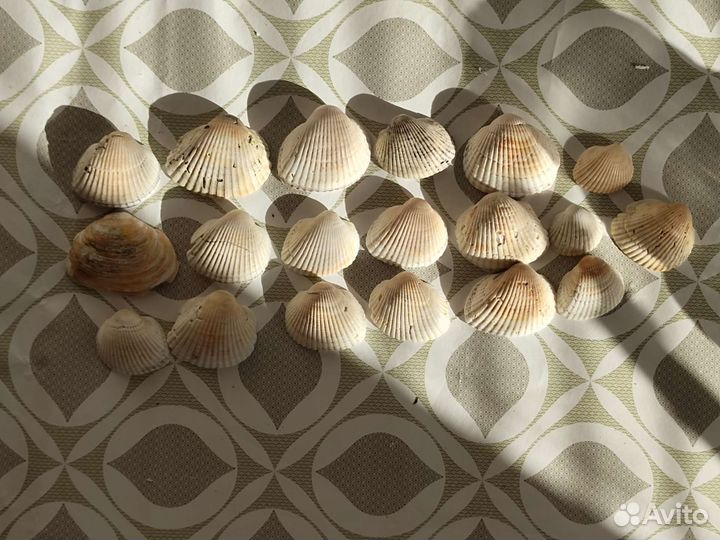 Морские ракушки