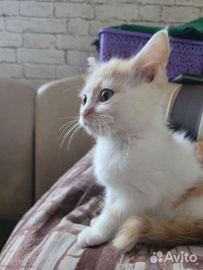 Рыжий котенок мальчик
