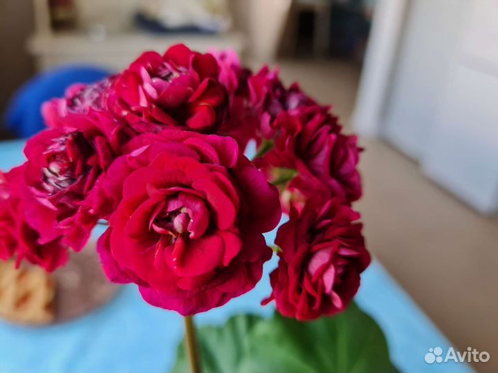 Пеларгония герань сортовая