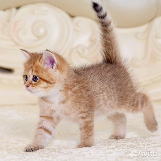 Британские золотые котята