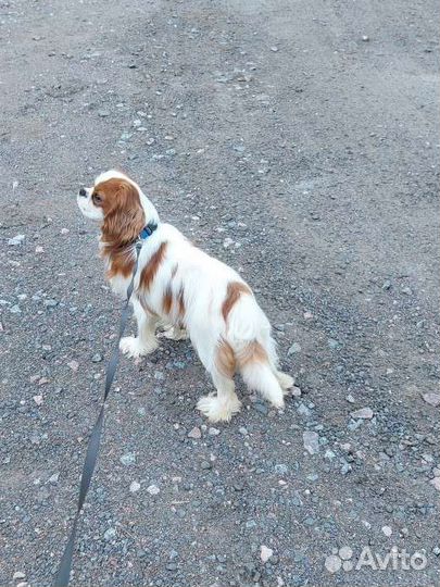 Кавалер кинг чарльз спаниель вязка