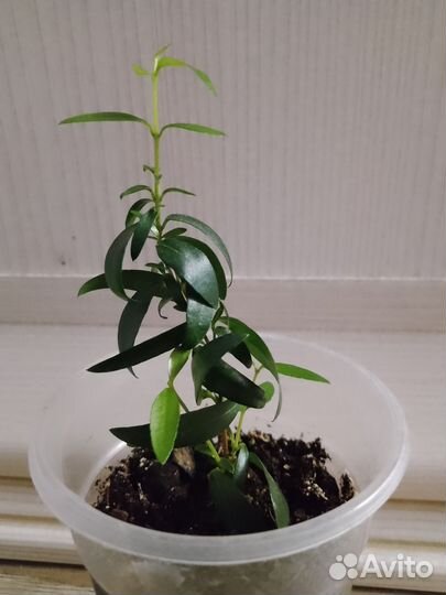 Мирт мелколистный