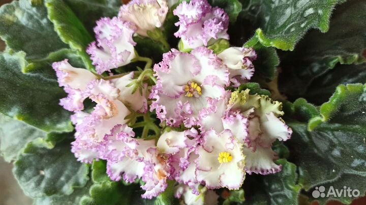 Фиалка ав-Герда листовые черенки срез