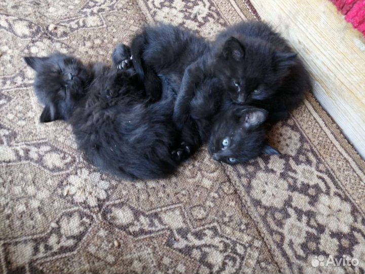 Котята чёрные простые, мышеловы