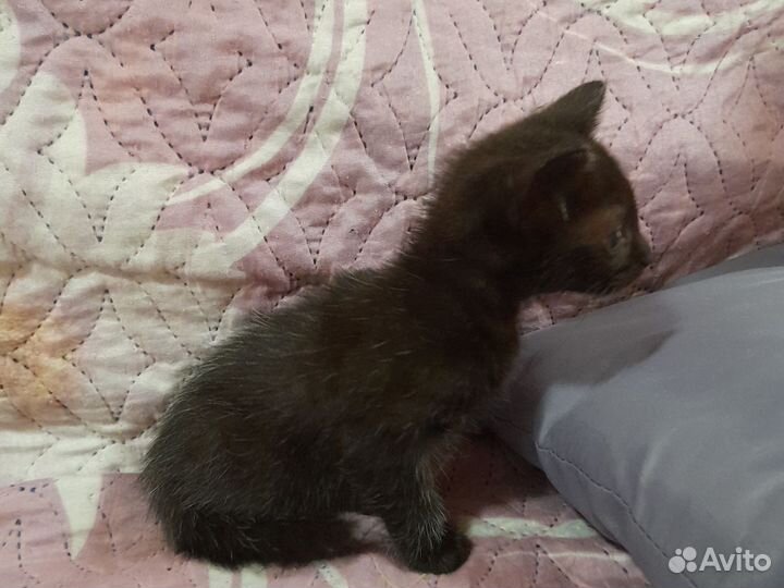 Отдам котят в добрые руки