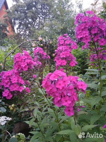 Нивяник и другие растения для сада